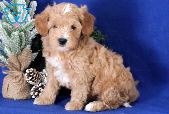 Buster Cavapoo image