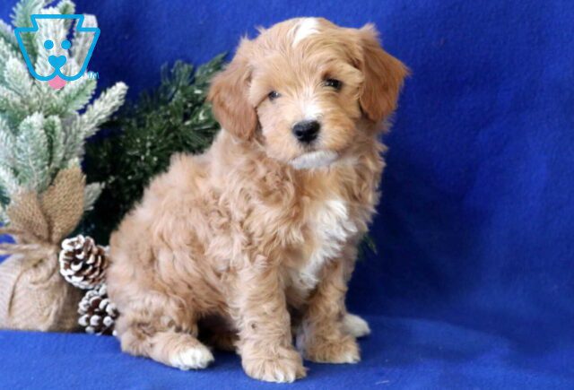 Buster Cavapoo2 image