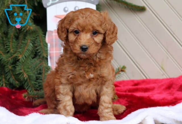 Camron Mini Goldendoodle image