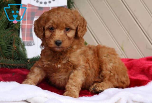 Camron Mini Goldendoodle2 image