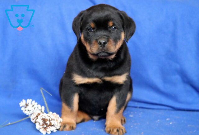 Captain Rottie image