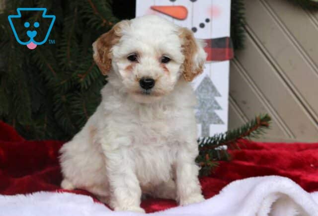 Carla Mini Goldendoodle image