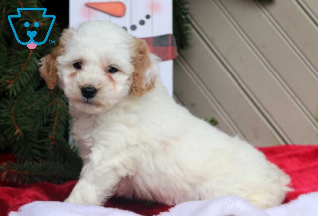 Carla Mini Goldendoodle2 image