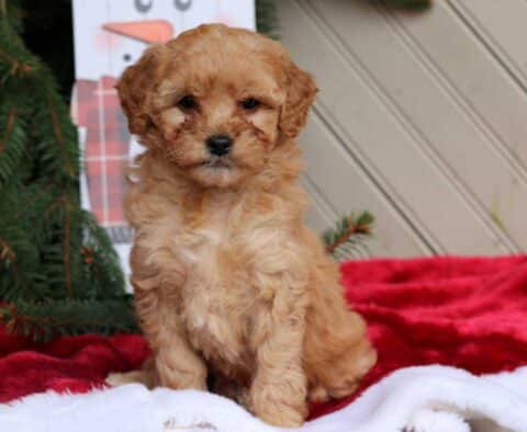 Carmen Mini Goldendoodle