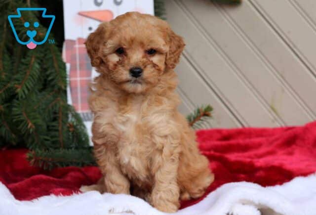 Carmen Mini Goldendoodle image