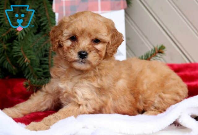 Carmen Mini Goldendoodle2 image
