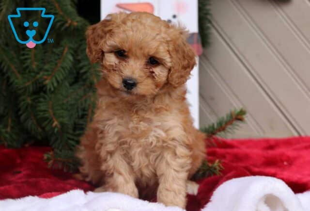 Casey Mini Goldendoodle image