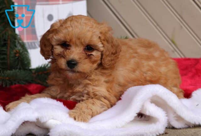 Casey Mini Goldendoodle2 image