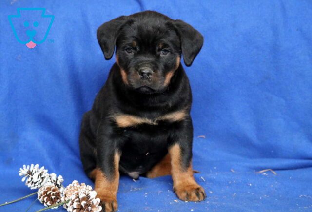 Cash Rottie image