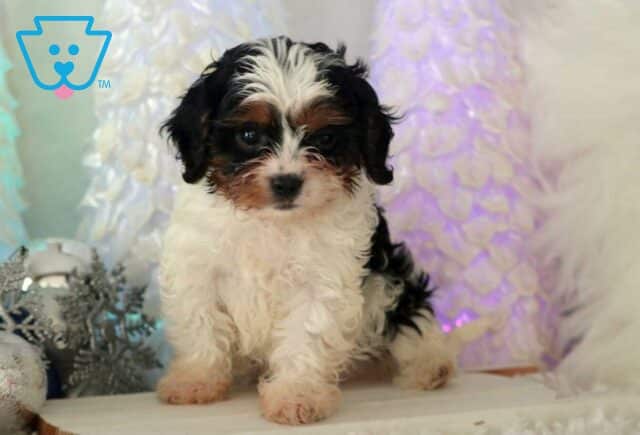 Casper Cavapoo image