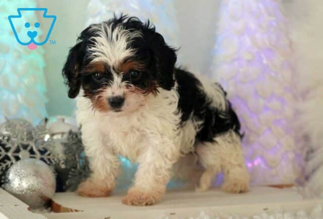 Casper Cavapoo2 image