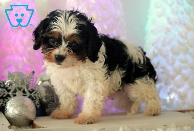 Casper Cavapoo3 image