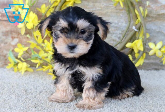 Cassie Yorkie image
