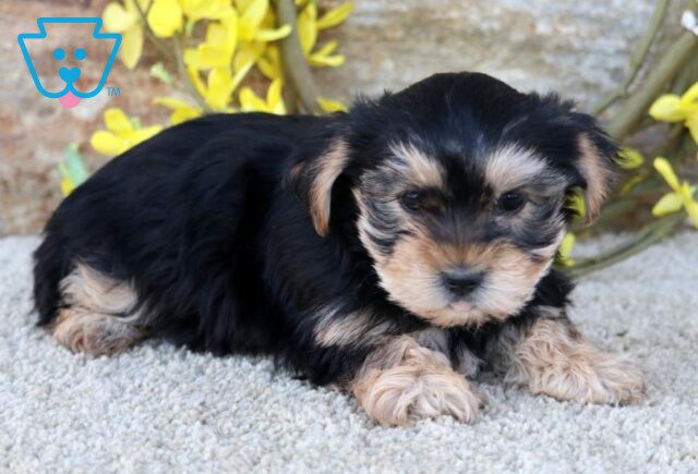 Cassie Yorkie2 image