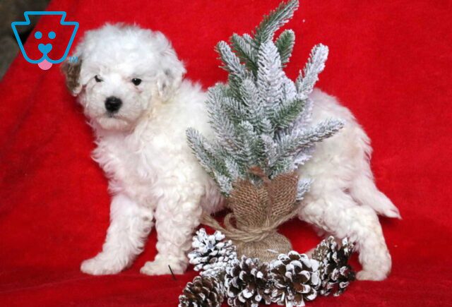 Charm Mini Poodle image