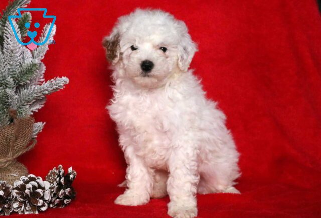 Charm Mini Poodle2 image
