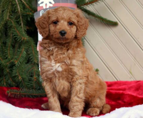Chase Mini Goldendoodle