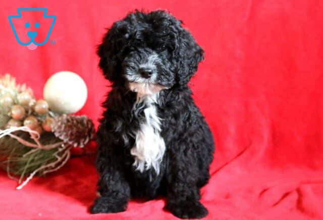 Cheif Mini Bernedoodle image