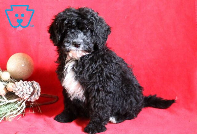 Cheif Mini Bernedoodle2 image