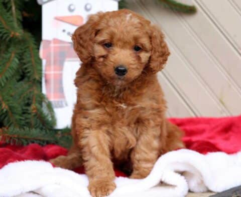 Chief Mini Goldendoodle