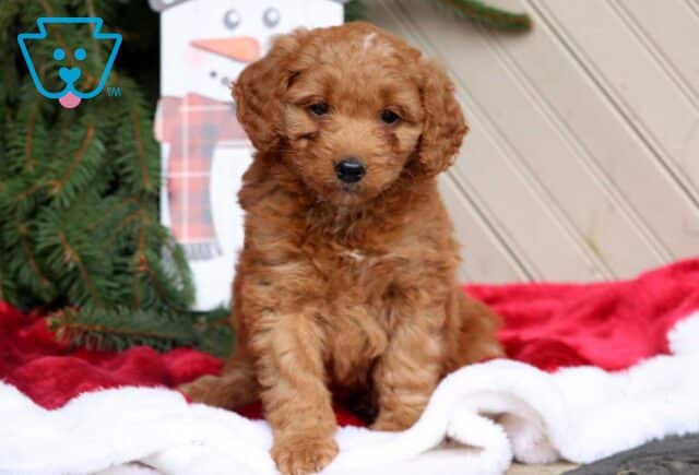 Chief Mini Goldendoodle image