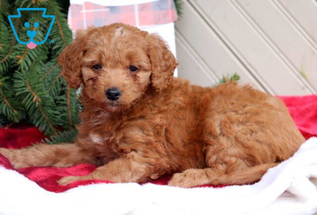 Chief Mini Goldendoodle2 image