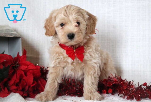 Chip Mini Goldendoodle image
