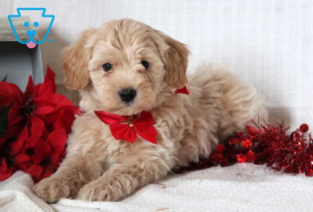 Chip Mini Goldendoodle2 image