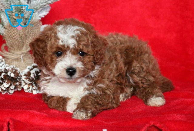 Chip Mini Poodle image