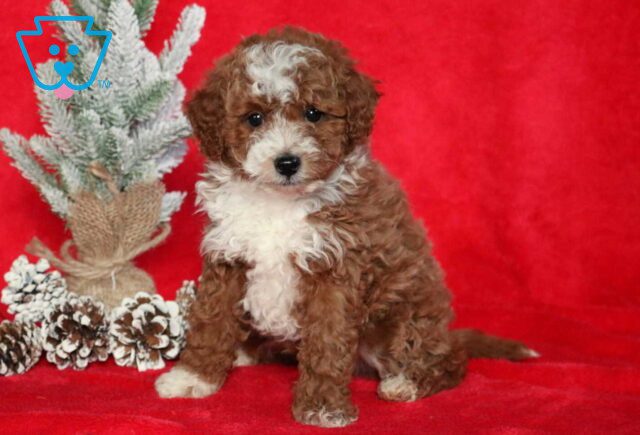 Chip Mini Poodle2 image