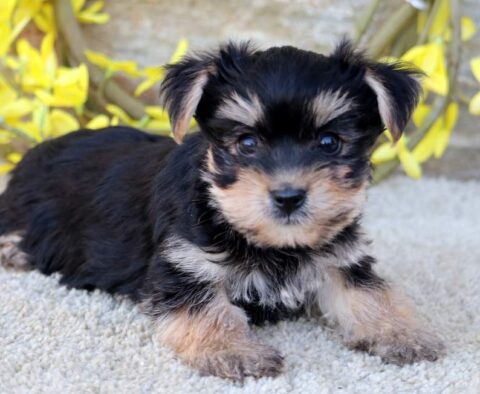 Chip Yorkie