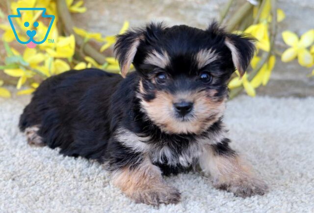 Chip Yorkie image