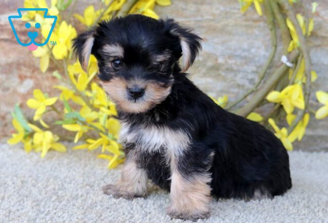 Chip Yorkie2 image