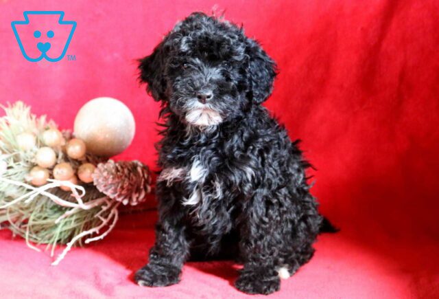 Chloe Mini Bernedoodle image