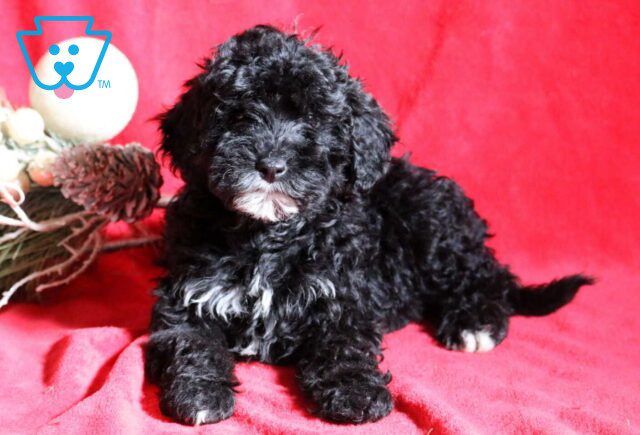 Chloe Mini Bernedoodle2 image