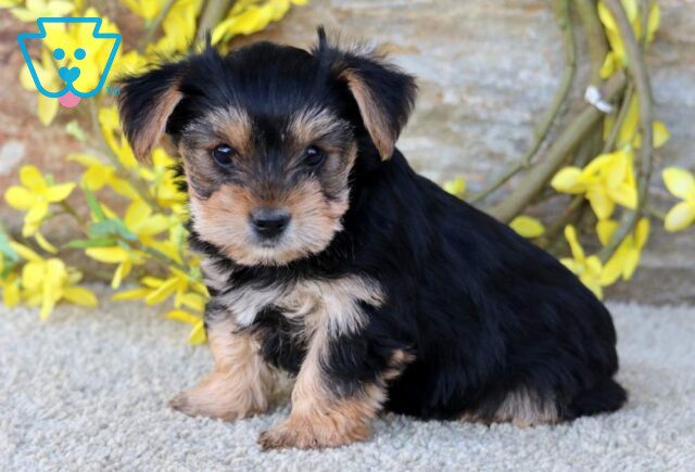 Chloe Yorkie image