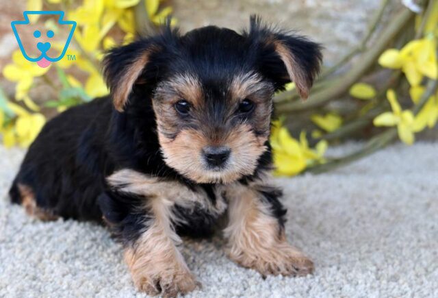 Chloe Yorkie2 image