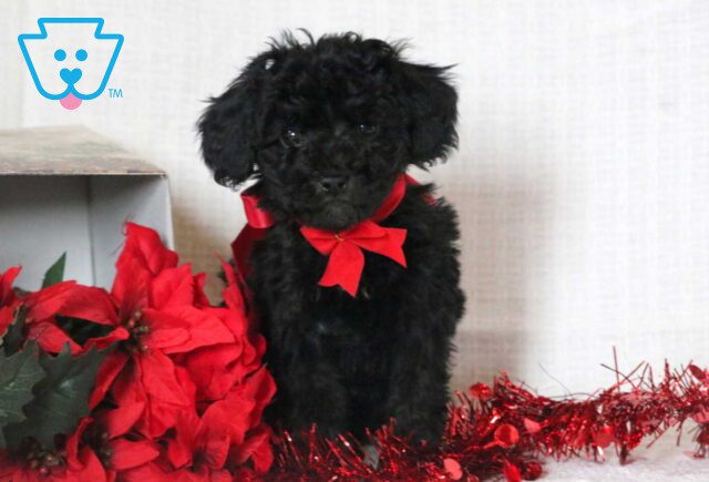 Christmas Mini Goldendoodle image