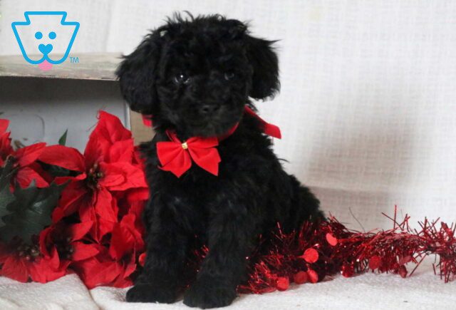 Christmas Mini Goldendoodle2 image