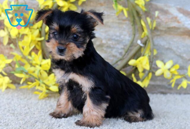 Clair Yorkie image