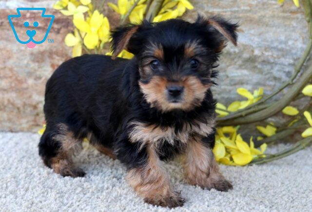 Clair Yorkie2 image