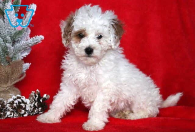 Claira Mini Poodle image