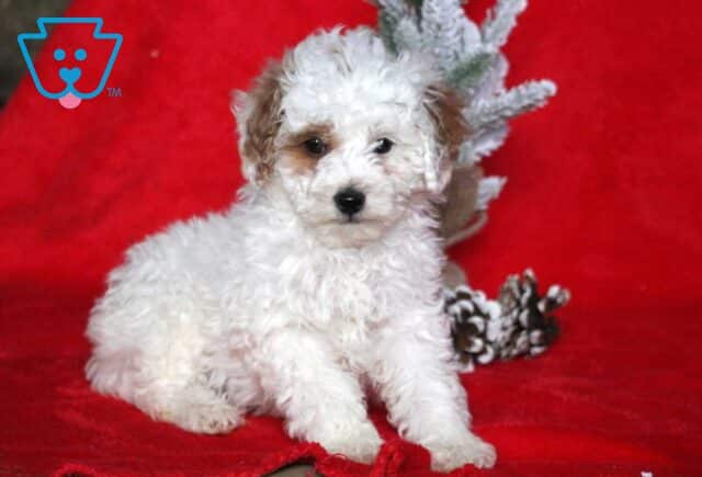 Claira Mini Poodle2 image