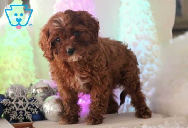 Clover Cavapoo image
