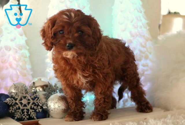 Clover Cavapoo2 image