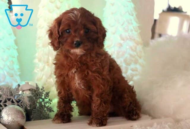 Clover Cavapoo3 image