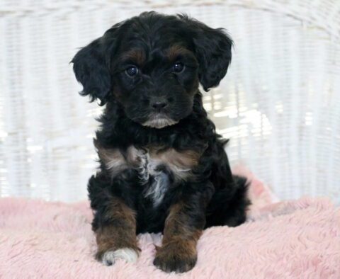Coco Cockapoo