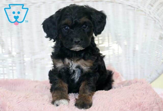 Coco Cockapoo image