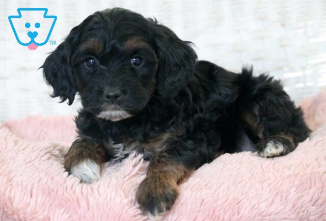 Coco Cockapoo2 image