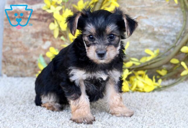 Coco Yorkie image